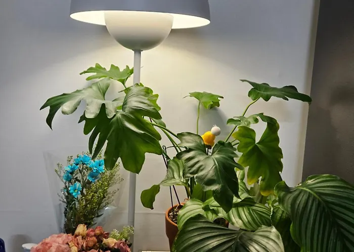 Hongdae Ssuny House 4* 首爾